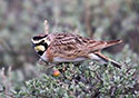 Eremophila alpestris